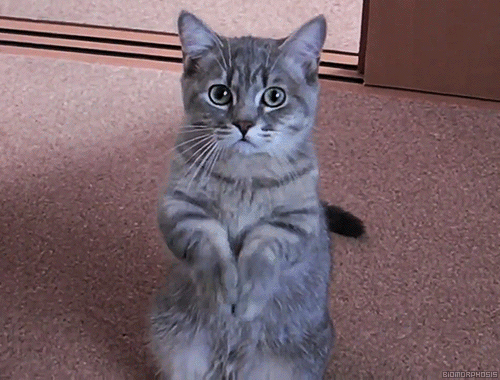 giphy__2_.gif