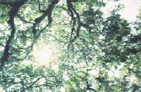 200w_d.gif