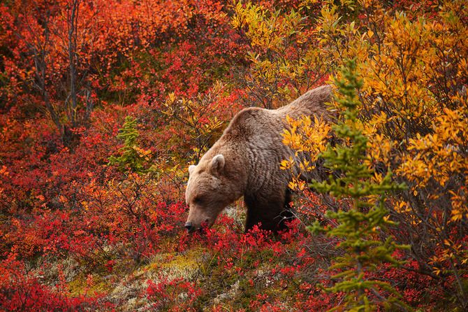 Pete_Wongkongkathep_Alaska25.jpg