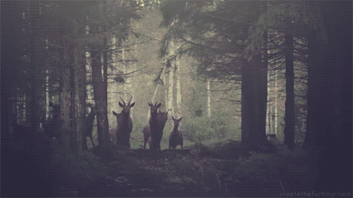 tumblr_inline_mkx0tzqDWi1qz4rgp.gif