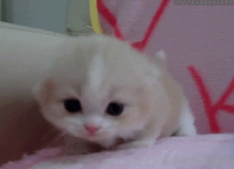 226351_ee8.gif