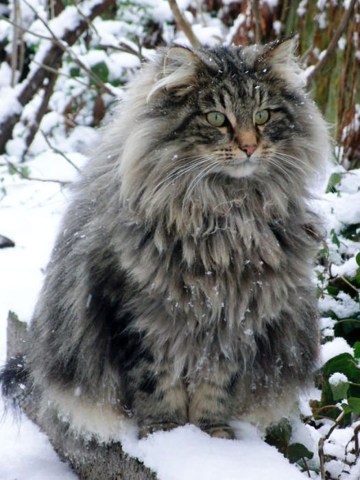 fluffypurring_6.jpg