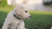 200w__1_.gif