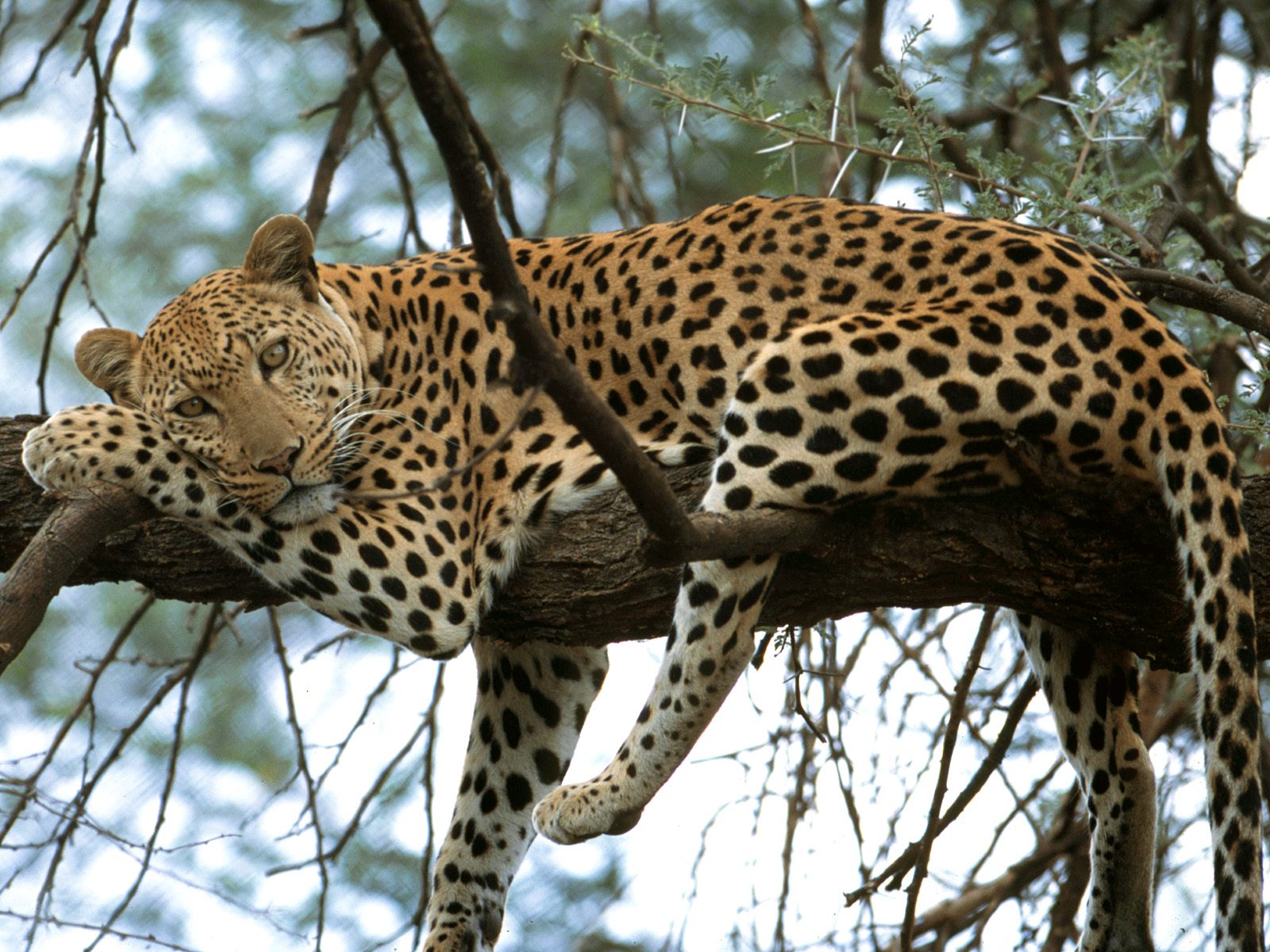 leopard_in_a_tree.jpg