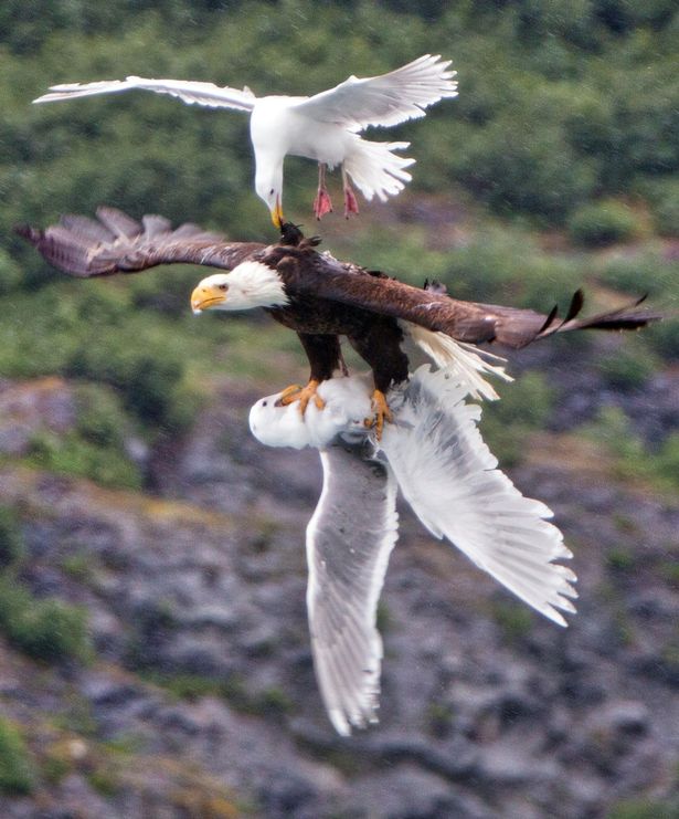 PAY_Eagle_battle.jpg