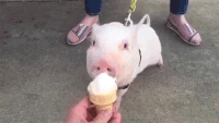 200w_d__3_.gif