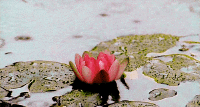 200w_d__2_.gif