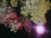 200w_d__7_.gif