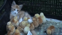 200w_d__13_.gif