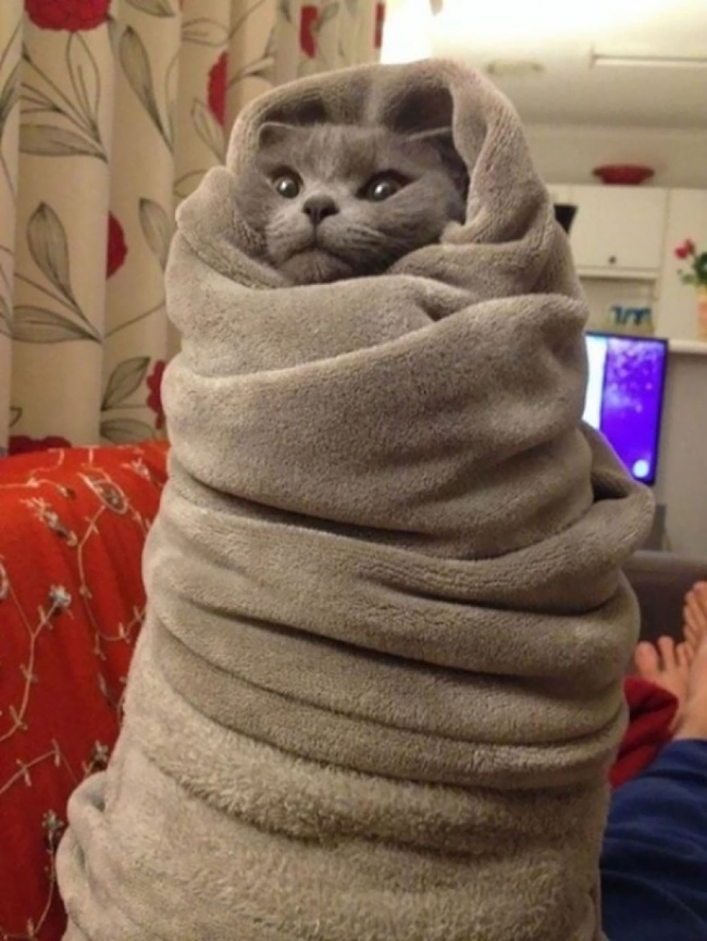 6021760_650_1453729865_ninja_cat_hiding_funny_35__880.jpg