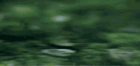 200w_d__5_.gif