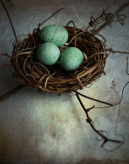 Nest_Robins_Eggs___Still_Life_Photography_by_Jude_McConkey.jpg