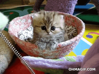 giphy__10_.gif