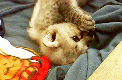 giphy__9_.gif