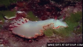 giphy__6_.gif