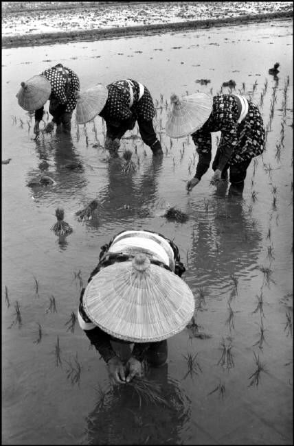 Planting_rice._1961__Japan.____Rene_Burri._Magnum_Photos.jpg
