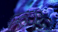 200w__7_.gif