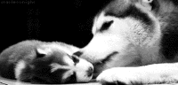 200w__3_.gif