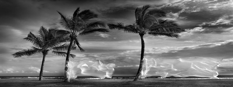 palm.jpg
