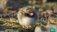 200w__18_.gif