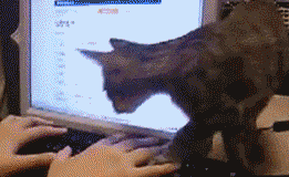s_063e42added1a2c062c8551ed446f37f33576da0.gif