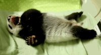 200w__7_.gif