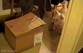 s_40b194c60ba7bca4a4c34753a6023109190bd3ca.gif
