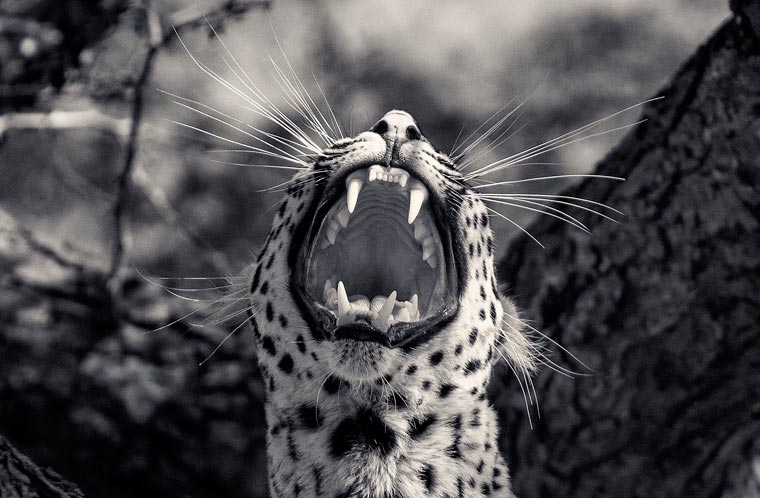 Creatures_Antti_Viitala_1.jpg
