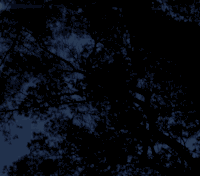 200w__16_.gif