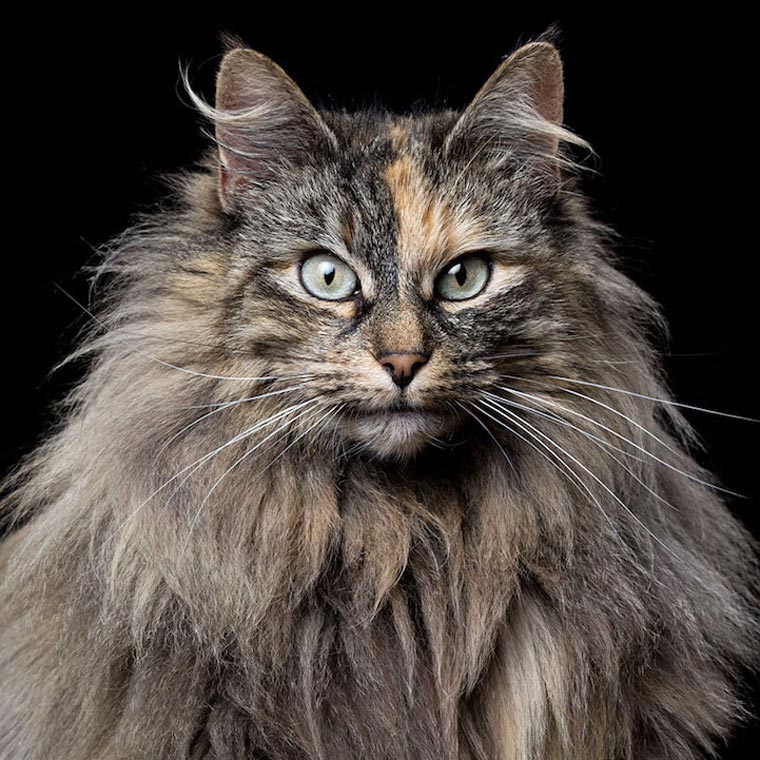 Animal_Souls_Robert_Bahou_13.jpg