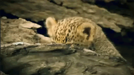 gif_leopard_cub_Favim.com_2082706.gif