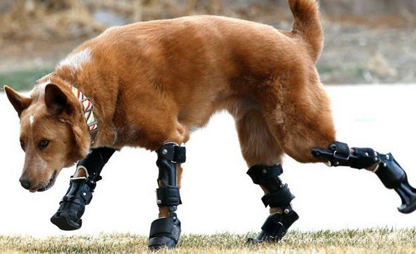 bionic_for_animals_5.jpg