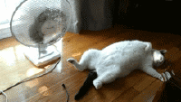 200w__11_.gif