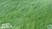 200w__10_.gif