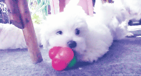 puppypuppy5.gif