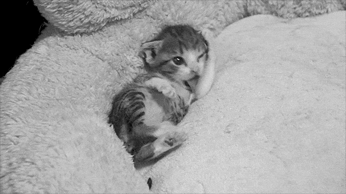 tumblr_mzv5yzKIg51snblj3o1_500.gif
