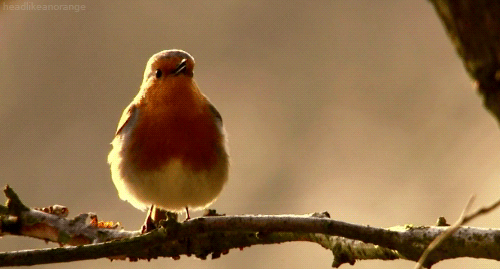 three_rivers_deep_bird_singing.gif