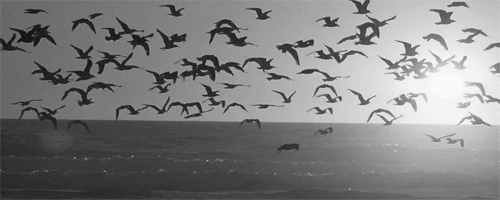 6359222829800993191252272600_large_1.gif