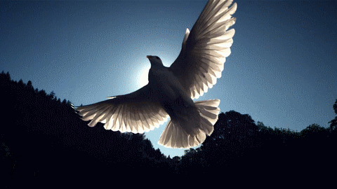 bird_gif_Favim.com_2580076.gif