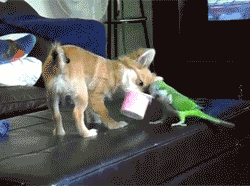 borba_20140923022236.gif