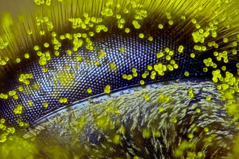 2015_nikon_small_world_grimm_1.jpg