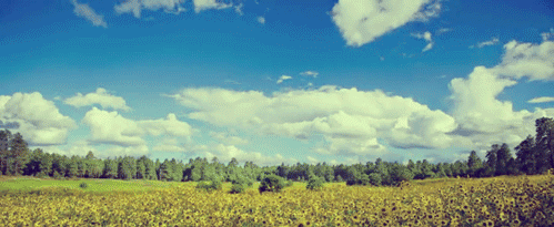 tumblr_lqbkkewxh81qkd2oyo1_500.gif