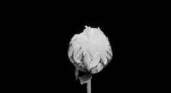 tumblr_mdj9adgl5E1rx0zn3o1_250.gif
