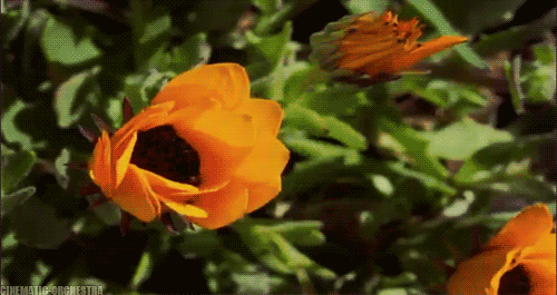 tumblr_mtkvwujR0z1rlhbtpo1_500.gif