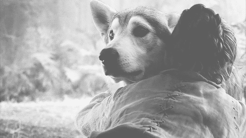 tumblr_ne81w1xjdL1tmn92vo1_500.gif