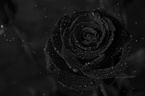 tumblr_o1jys5IJuK1ugzbmuo1_500.gif