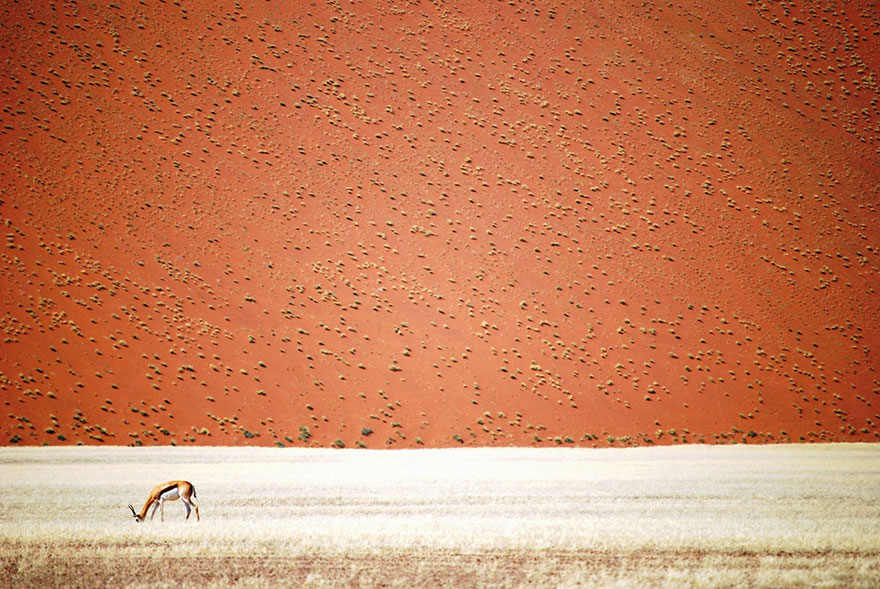Namibian_Desert__Namibia._By_Doris_Landertinger.jpg