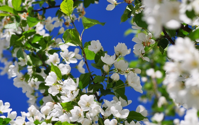 spring_white_blossoms_tn2.jpg