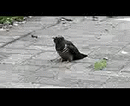 ___Cape_Wagtail_feeding_CUCKOO_chick___YouTube.gif