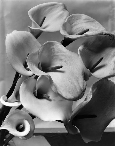 Callas__about_1925_by_Imogen_Cunningham.jpg
